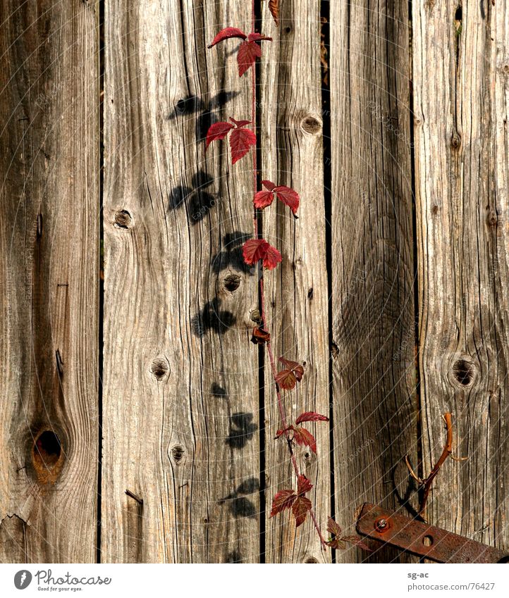 wine shade Virginia Creeper Tendril Cirrus Wood Wood flour Wooden board Knothole Red Autumn Indian Summer Leaf Nail Metal fitting Iron Rust Screw Vine twine