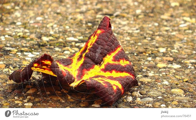 ...in remembrance of the fallen Leaf Vessel Autumn Red Yellow Brown Sidewalk Under Arrangement Bland Red wine Seasons Transience Street Lanes & trails way