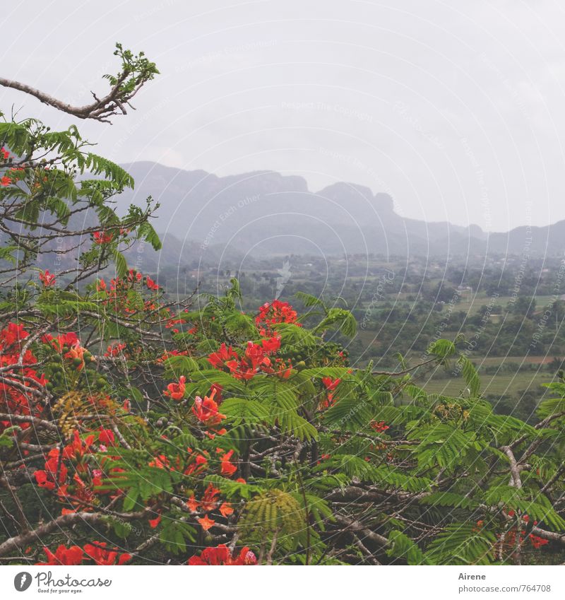 Flowers for birthday bouquet flowering tree Tree Blossom flame tree Exotic Rain Jacaranda Bad weather flamboyant Rock Cuba Valle de Viñales Blossoming Fragrance