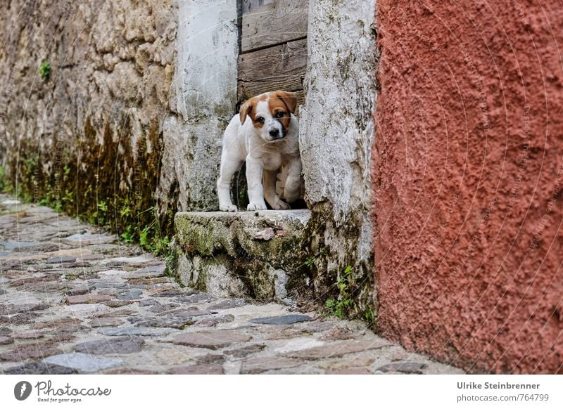 No one home? sedini Sardinia Village Old town House (Residential Structure) Wall (barrier) Wall (building) Stairs Door Street Paving stone Cobblestones Animal