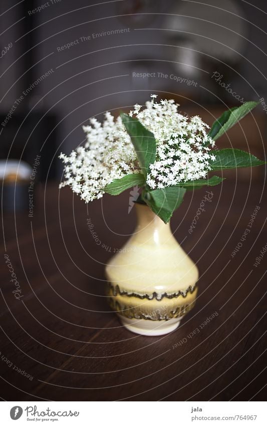 elder Table Wooden table Plant Flower Leaf Blossom Agricultural crop hounders Elder Elderflower Vase Esthetic Natural Beautiful Colour photo Interior shot