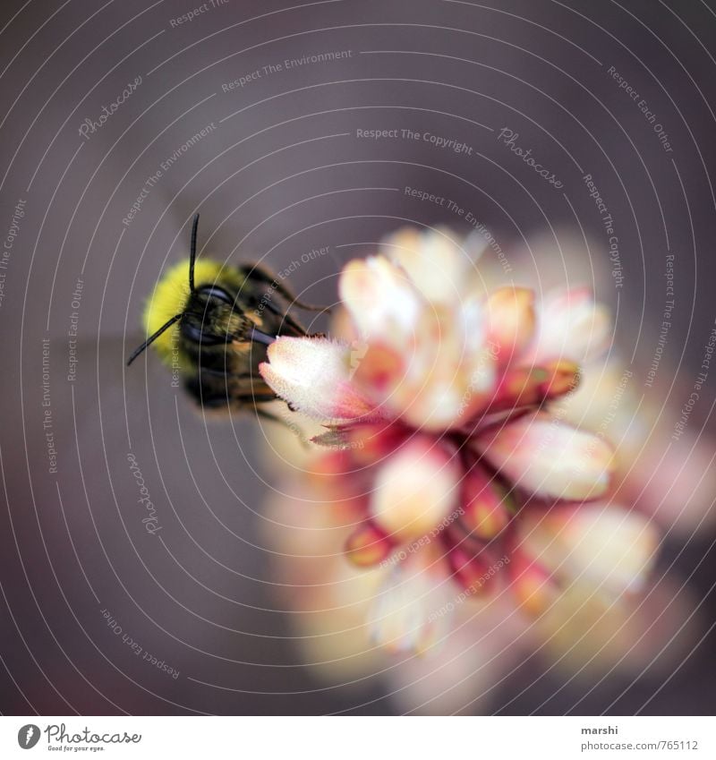 nibble Nature Plant Animal Flower 1 Bright Bumble bee Foraging Candy Garden Bee Blossom Colour photo Exterior shot Close-up Detail Macro (Extreme close-up) Day