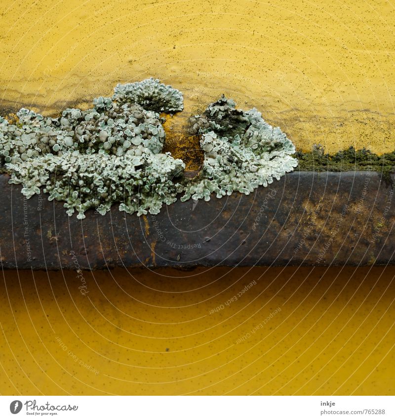 braid Nature Spring Summer Plant Moss Wild plant Lichen Garden Park Metal Rust Old Growth Town Brown Yellow Green Decline Transience Change Weathered Putrefy