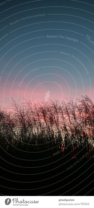 beautiful new world Grass Progress Back-light Easy Moody Dusk Calm Clouds Meadow Field Plant Wind Evening Sky Nature pixel cleaning