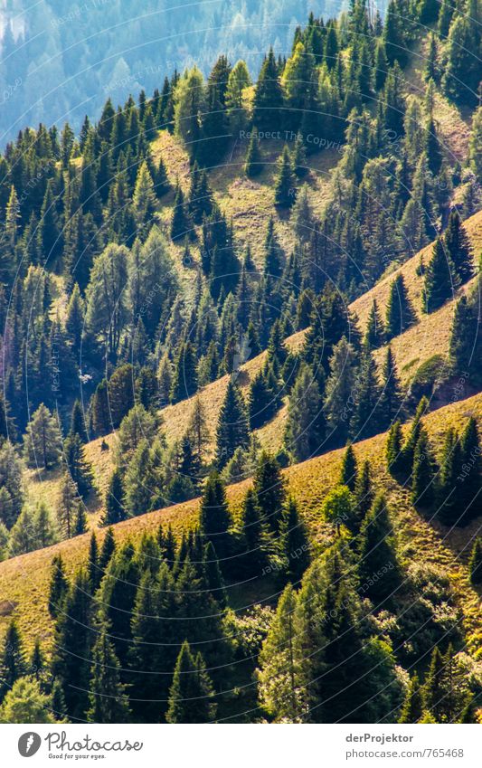 Forest - as far as the eye can see Environment Nature Landscape Plant Elements Summer Beautiful weather Tree Virgin forest Hill Rock Alps Mountain Brown Gold