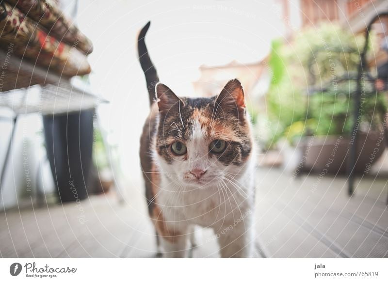 cat Plant Pot plant Terrace Animal Pet Cat 1 Curiosity Fear Timidity Colour photo Exterior shot Deserted Day Looking Looking into the camera Forward