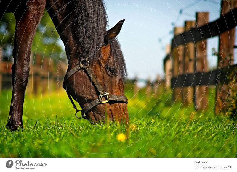 On a summer's day. Horse Meadow Grass To feed Summer Calm To enjoy Delicious Fresh Juicy Dive Sense of taste Nutrition Pasture Appetite Food