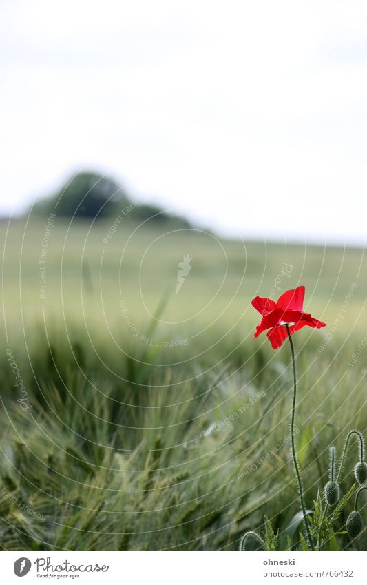 Summer is coming Nature Landscape Flower Blossom Poppy blossom Field Red Happy Contentment Joie de vivre (Vitality) Colour Idyll Colour photo Multicoloured