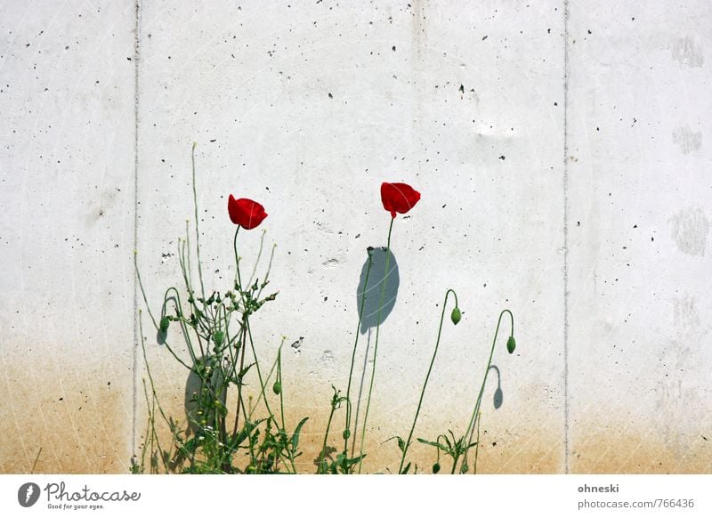 mauerBLÜMCHEN Summer Flower Blossom Poppy Poppy blossom Wall (barrier) Wall (building) Red Joie de vivre (Vitality) Spring fever Life Growth Colour photo