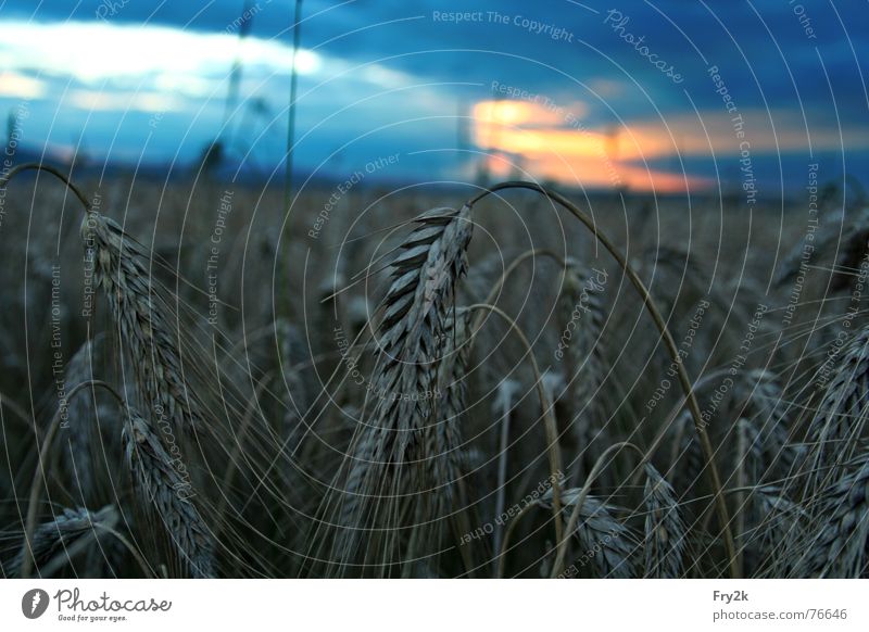 late summer Clouds Field Oats Night Dark Meadow Summer Autumn Late Twilight Sky Grain sunshine Evening Sun spreads