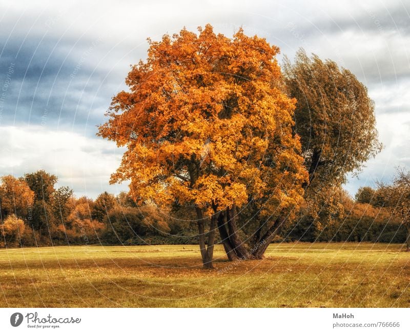 autumn Relaxation Calm Nature Landscape Autumn Tree Park Outskirts Deserted Natural Brown Yellow Emotions Contentment Romance Healthy Far-off places Senses