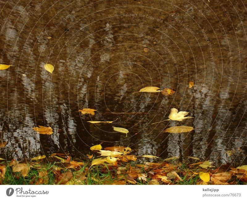 sky over berlin III Tree Puddle Autumn October Leaf Bad weather Rain image rotated 180 degrees Lawn kallejipp