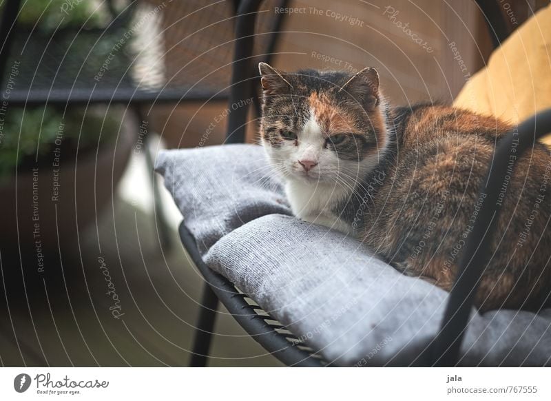 cat Chair Terrace Animal Pet Cat 1 Lie Sit Colour photo Exterior shot Deserted Day Animal portrait Forward