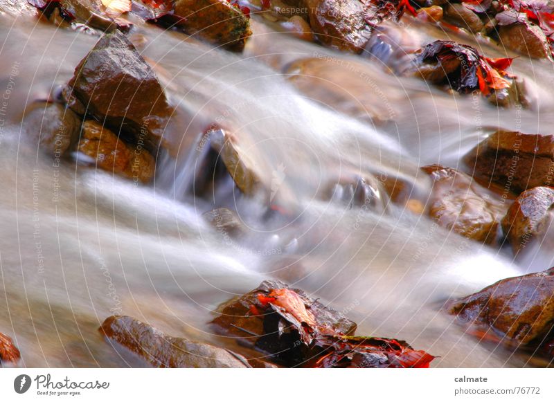 - autumn mood - Brook Autumn Leaf Multicoloured Cold Seasons Long exposure Water Stone River