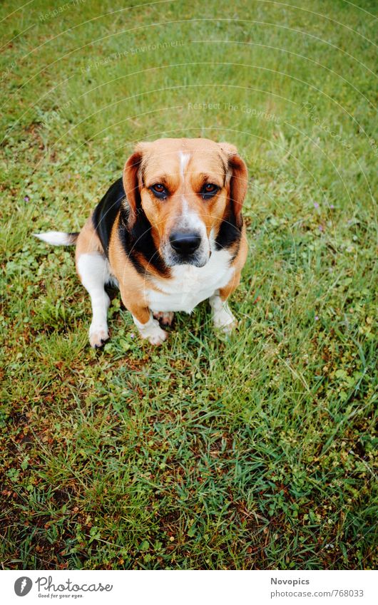 Beagle - Basset Hound Mix Animal Pet Dog Cute Brown Black White basset hound portrait Sweet Eyes Nose Muzzle Tongue eye jigsaw Colour photo Exterior shot