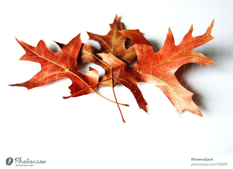 Topic: Autumn foliage / Left light Right not Autumn leaves Leaf Limp Oak leaf Red Oak tree Isolated Image Multicoloured