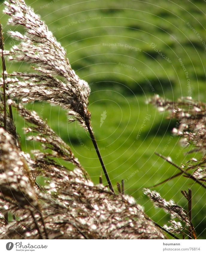 backlight Marsh Light Green Summer swamp swamp plant tube plant Wind