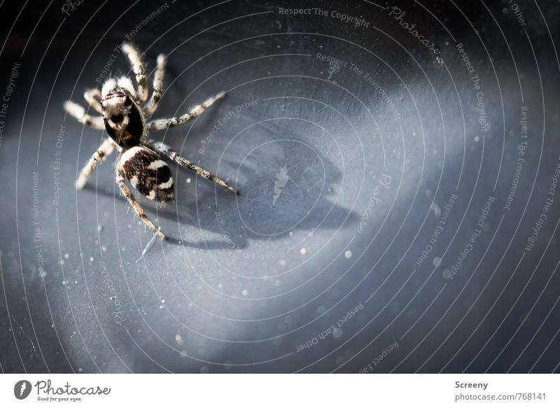 Short legs, long shadow Animal Wild animal Spider 1 Crawl Threat Small Brown Inhibition Fear Diminutive Colour photo Macro (Extreme close-up) Deserted