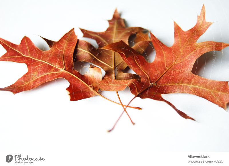 Autumn foliage refill pack Autumn leaves Leaf Limp Oak leaf Red Oak tree Isolated Image Multicoloured