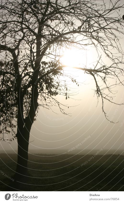 broken Fog Field Meadow Moody Tree Leaf Light October autumn morning Branch Nature Landscape Sun