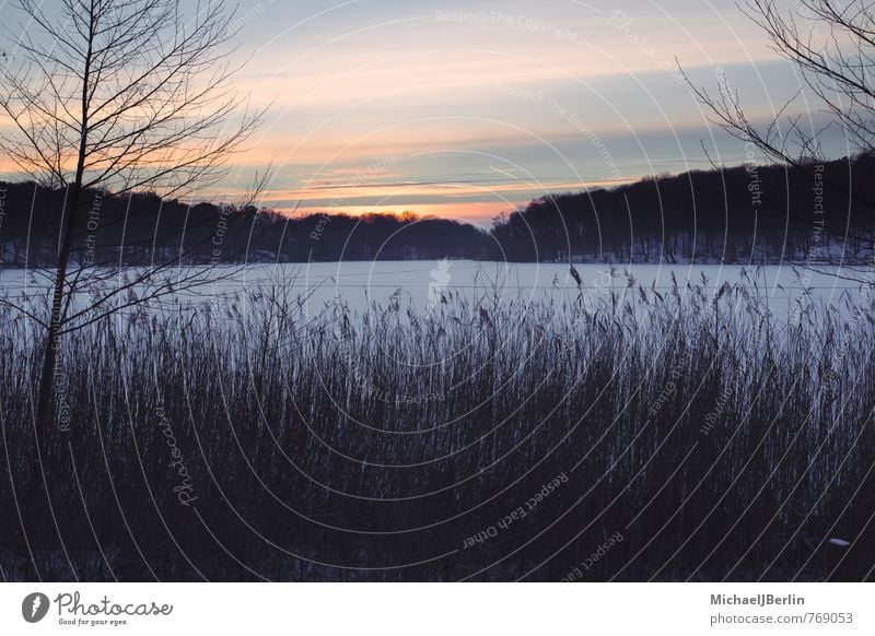 Sunset in winter, Schlachtensee Berlin Winter Nature Sunrise Ice Frost Snow Cold Orange Black Germany slaughter lake Express train Grass reed Lake Lakeside