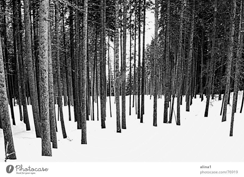 chill Forest Freeze Cold Tree Level Snow Black & white photo Arrangement Landscape