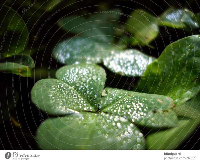 A Million Tears Drops of water Fairy tale Enchanted forest Clover Green Red Reflection Fresh Damp Wet Blossom Plant Macro (Extreme close-up)