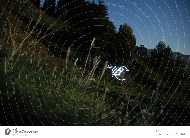 what does it mean? Long exposure Night Dark Moonlight Full  moon Grass Saanenland Fir tree Tree Green Write Mountain Sky Blue Bright