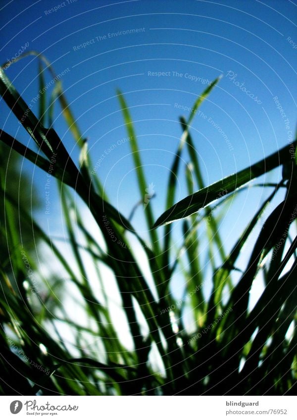 Don't Smoke ... Grass Meadow Worm's-eye view Green White Nature Vista Sky Summer Deep Under Lawnmower Growth Wind Blue Garden Tall Sun