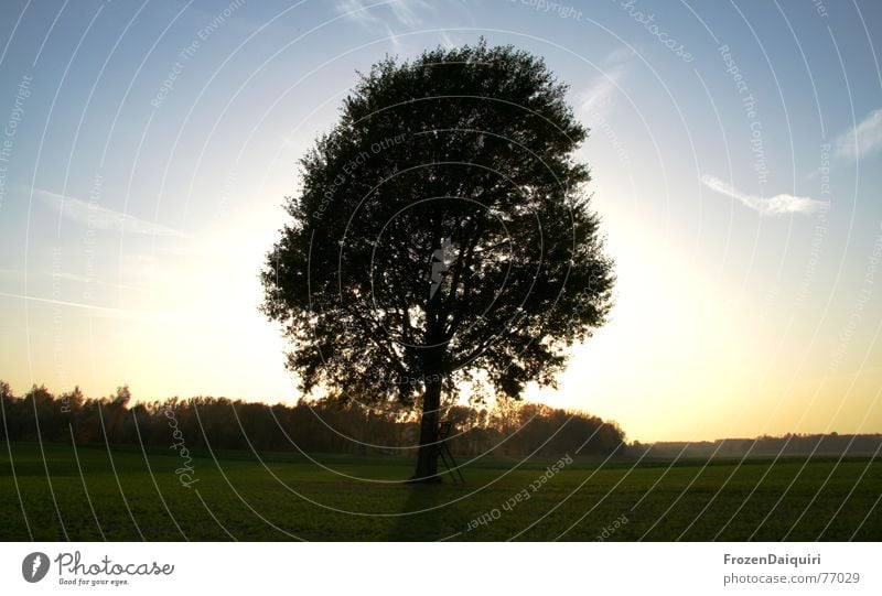 Glowing tree No. 1 Tree Embers Back-light Sunset Extensive Far-off places Field Grass Green HDR Clouds Yellow Forest Danubeland Federal State of Lower Austria