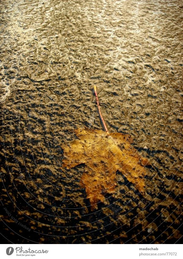 DROP IT! Embarrassing Hideous Uncomfortable Leaf Maple tree Asphalt Autumn Seasons Rain Cold Wind Passion Hope Impression Agitated Watertight Evil Frigid