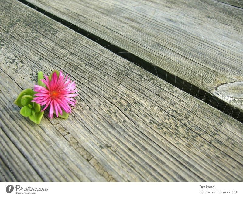 Autumn flower Wood flour Summer Nature Jump Dance floor Pink Spain Flower Spring Plant Floor covering Green Tree Table Plank Andalucia floors planks flowers