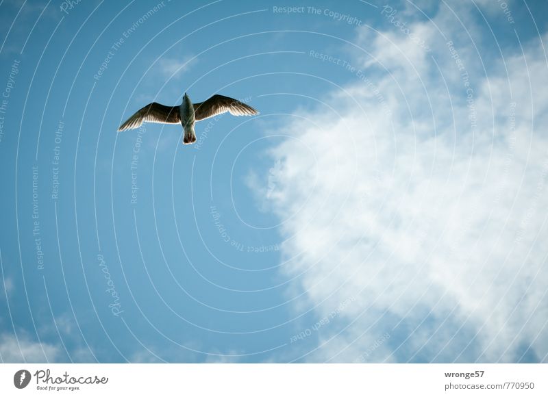 flyover Sky Clouds Summer Beautiful weather Animal Wild animal Bird Seagull Gull birds 1 Elegant Blue Flight of the birds Skyward Blue sky Clouds in the sky