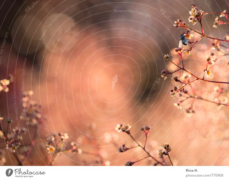 early Nature Plant Spring Beautiful weather Tree Blossom Insect Bow tie 1 Animal Blossoming Illuminate Happy Spring fever wig bush Blur Colour photo