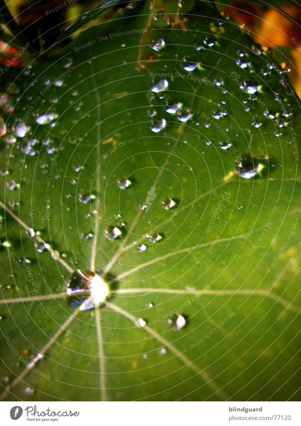 droplet cosmos Leaf Green Wet Fresh Light Glittering Near Macro (Extreme close-up) Rain Flash Water Autumn Tears liquid silver Drops of water Reflection