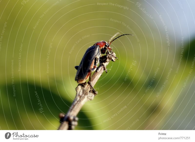 ... soldier beetle ... Nature Animal Beetle soft beetle Common Soft Beetle Polyphaga Chantharidae Chantharis Chantharis fusca 1 Crawl Looking Brown Green Red