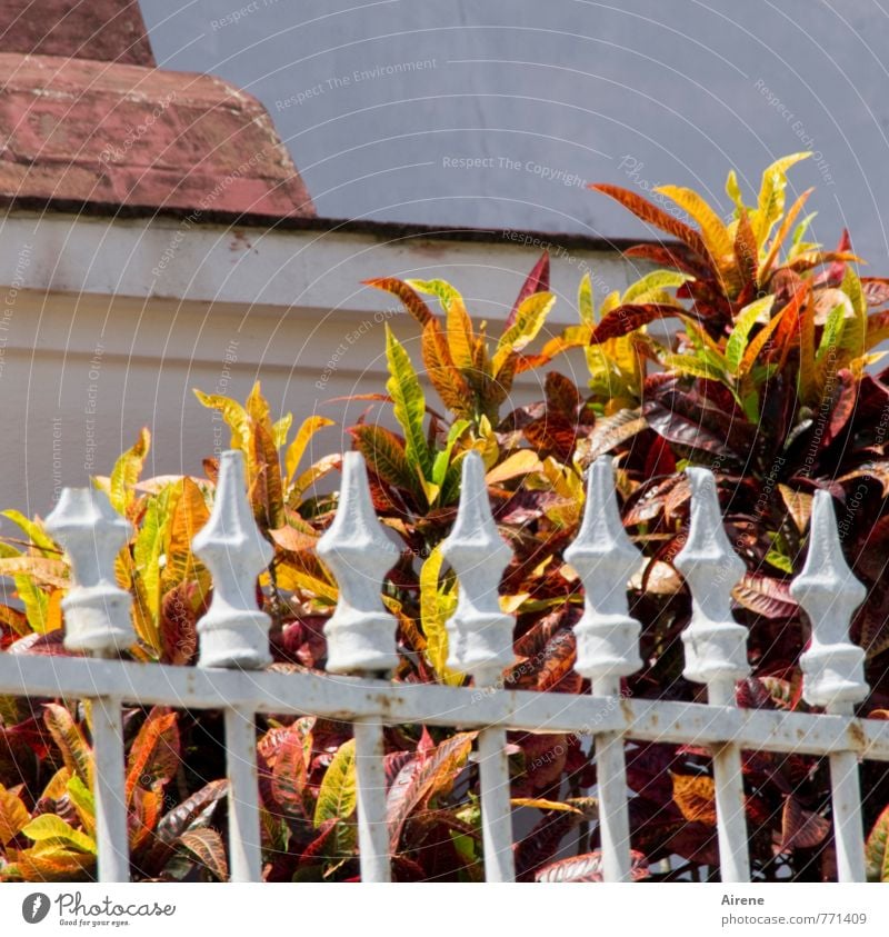 weak start Plant Bushes Exotic wonder shrub Park Church Cemetery Fence Metalware metal rods Grating Blossoming Growth Broken Point Multicoloured Red White