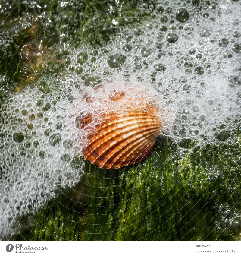 seashell Water Plant Beach Ocean Lie Mussel Sea water Foam Algae Bubble Flotsam and jetsam Washed up Waves Vacation photo Summer vacation Summery Cooling