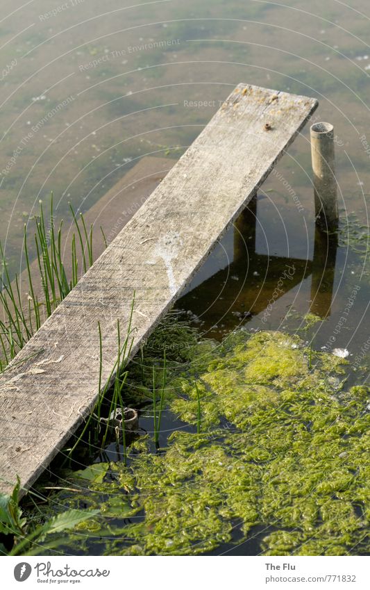 algae plague Fishing (Angle) Swimming & Bathing Sailing Environment Nature Plant Water Summer Algae Lakeside River bank Maas Deserted Navigation