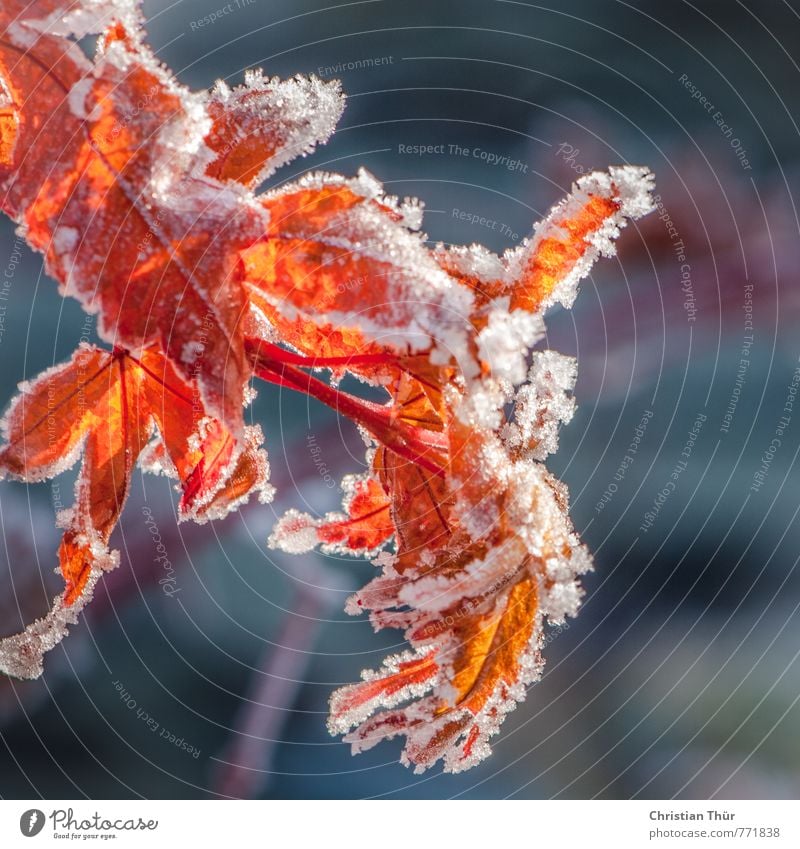 Winter leaves in sunlight Environment Nature Plant Animal Beautiful weather Ice Frost Snow Leaf Relaxation Freeze Hang Faded Esthetic Brown Red Black Turquoise