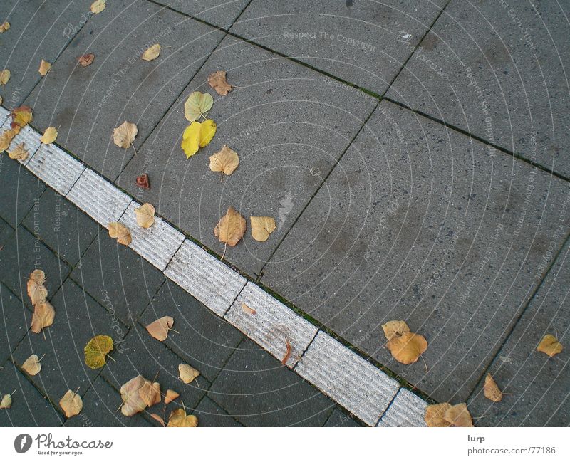 Floor: autumn edition Autumn Leaf Street Stone Crazy Sidewalk Cycle path Kiel Floor covering Tile Diagonal Colour photo Exterior shot Deserted Tilt