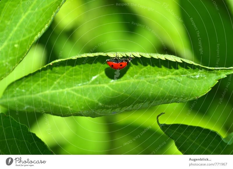 in the country... Beetle Ladybird 1 Animal Green Red Peaceful Serene Close-up