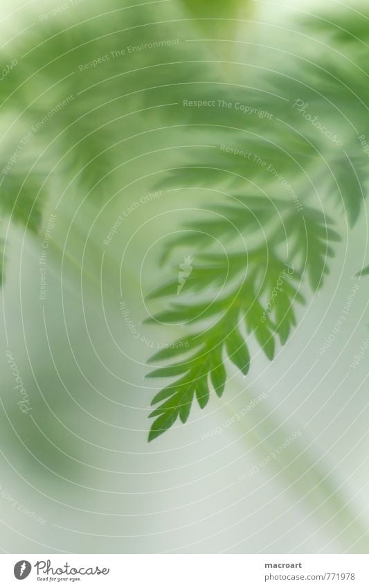 green Green Fern Leaf Nature Natural Plant Verdant Portrait format Summer Spring Growth Close-up Macro (Extreme close-up) Detail