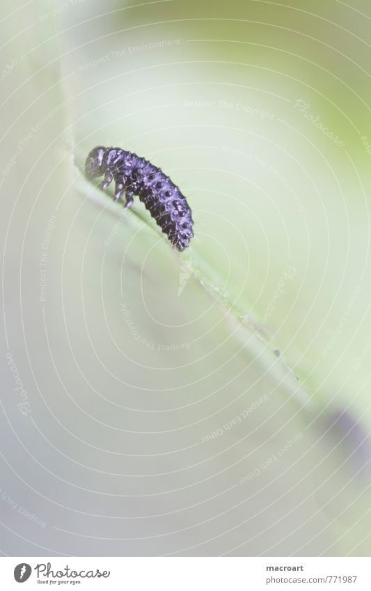 Larva of the dock beetle sorrel beetle leaf beetle beetle larva Nature Natural Leaf Pests Destructive weed infestation Parasite Loneliness Individual Green