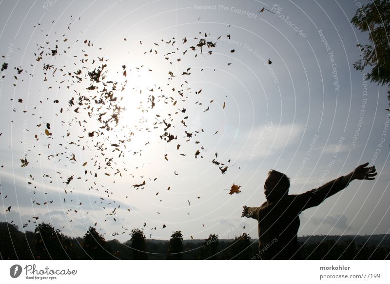 autumn Autumn Leaf Vineyard Man Gale Wind Sun