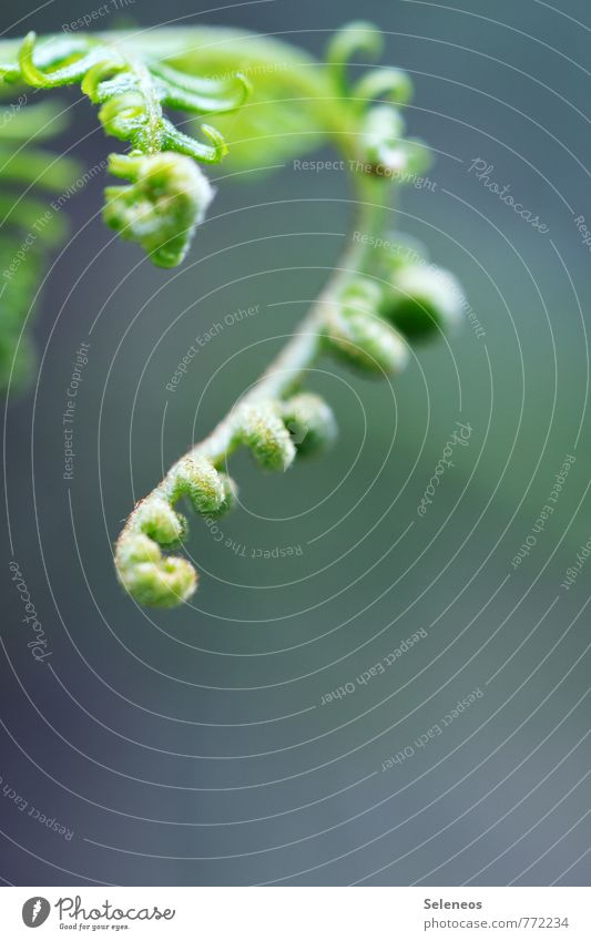 small and fine Environment Nature Spring Summer Plant Fern Wild plant Garden Forest Growth Near Natural Green Colour photo Multicoloured Close-up Detail