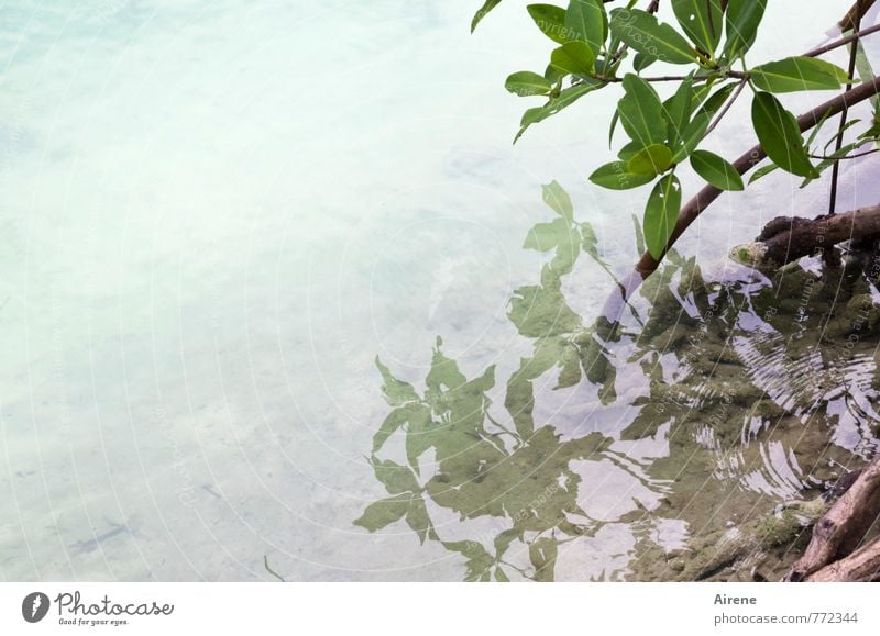 just a photo Landscape Water Plant Bushes Leaf Foliage plant Exotic Mangrove Virgin forest Coast Ocean Bog Marsh Simple Bright Green Reflection Pallid