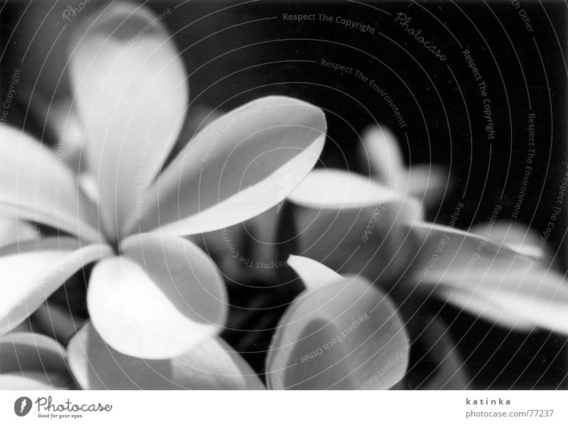 flowers Flower Summer Light Grief Spring Garden Black & white photo Shadow Freedom Blossoming Dark background