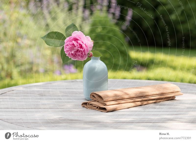 summer Summer Rose Garden Meadow Blossoming Joie de vivre (Vitality) Garden table Wooden table Vase Still Life Bouquet Table decoration Colour photo