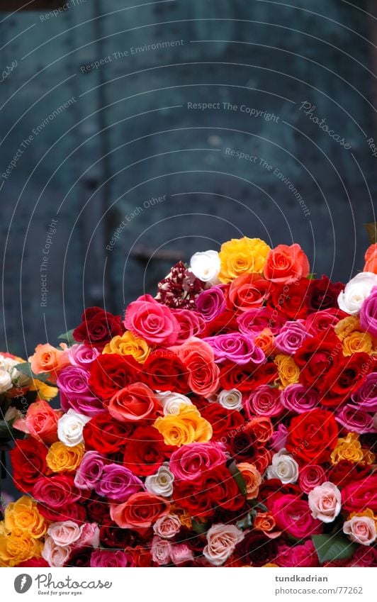 Bed of Roses Gray Iron Flower Farmer's market Multicoloured Multiple Exterior shot Door cut flower Joy Many Valentine's Day